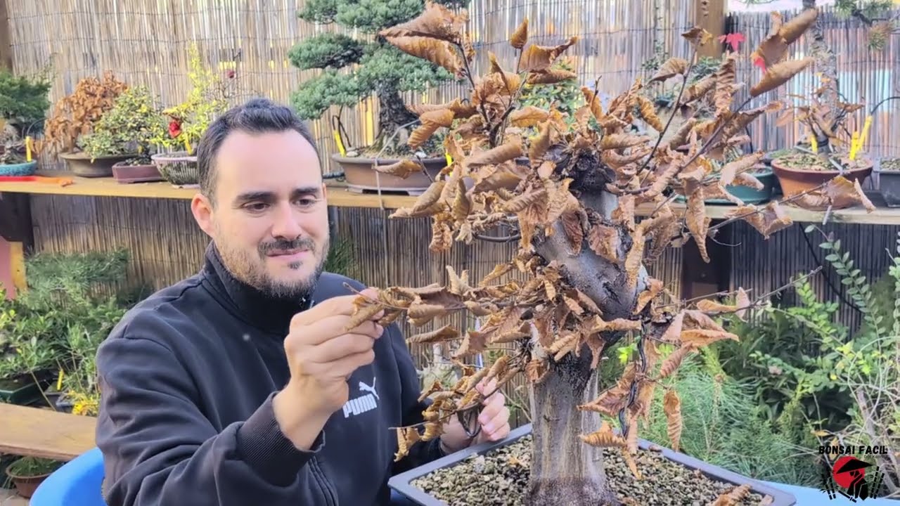 Bonsai Carpe XL Primer vistazo y le metemos mano!