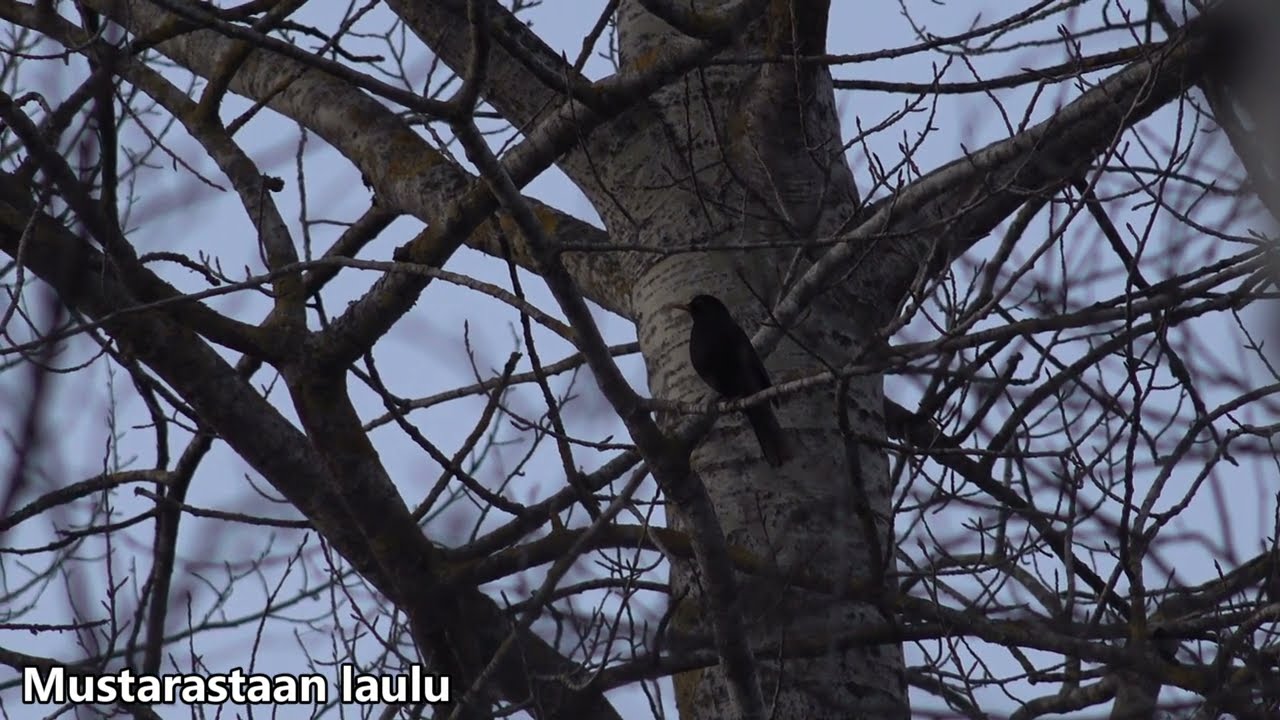 Kevättä Tringan alueella osa 1