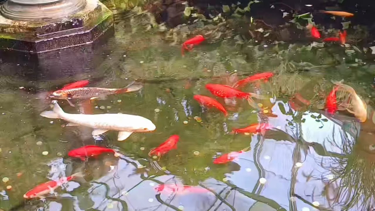 Allan Gardens Toronto 🏙️🐢🐠 | Turtle Trails & Fish Tales 🌿