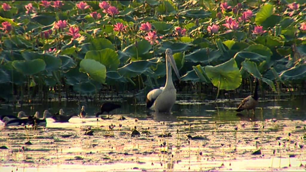 Outback WIldlife Rescue Episode 4