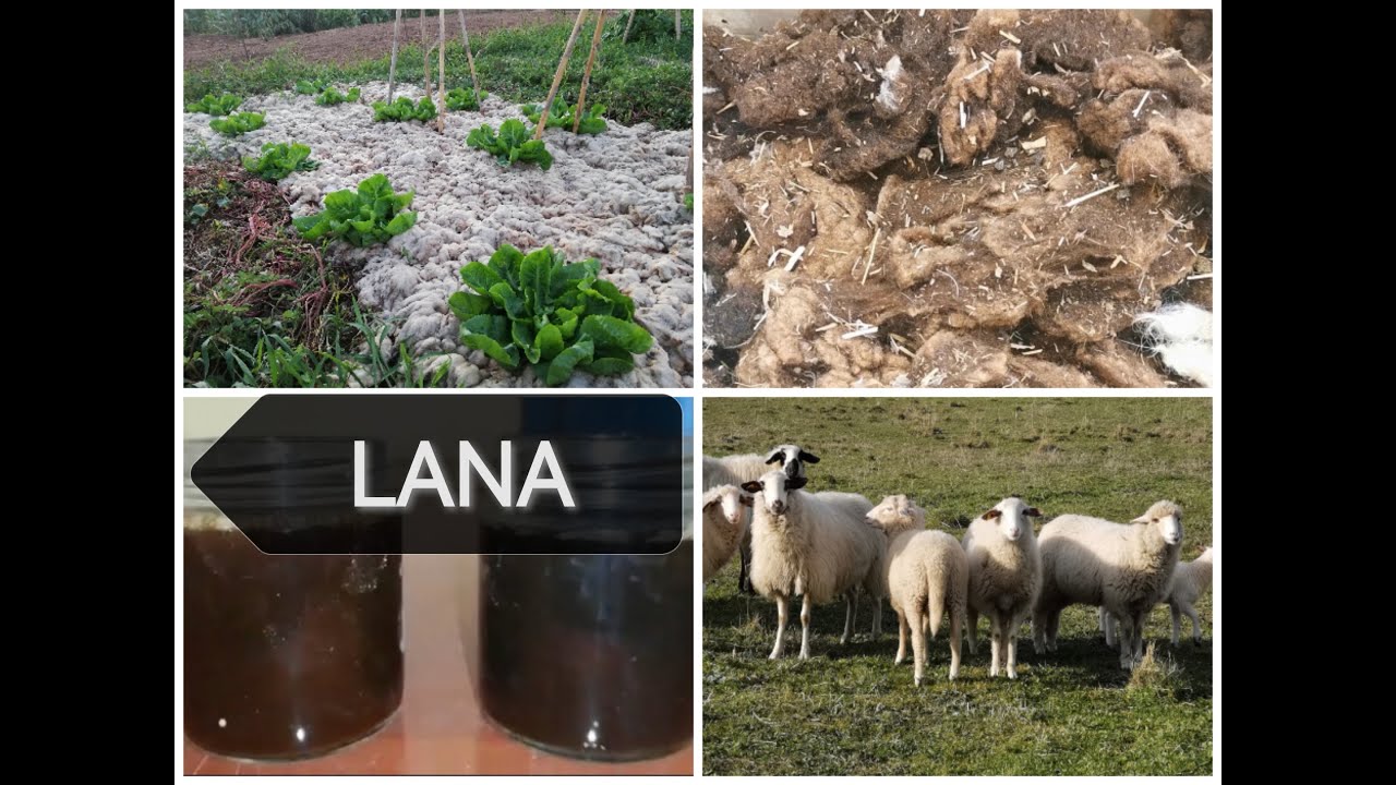 El Lombricero - La lana: de residuo a recurso. 3 usos de la lana. Documental sobre lana de oveja 🐑