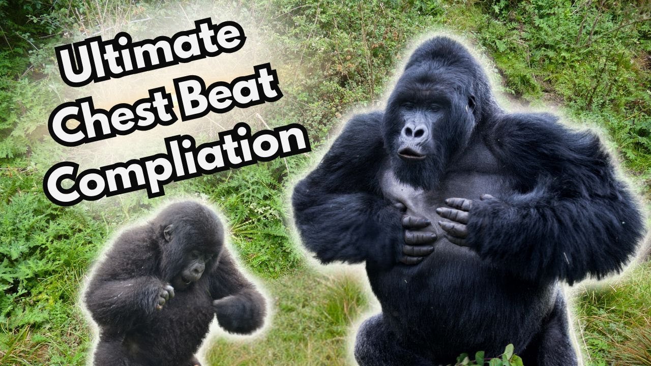 The ULTIMATE Chest Beat Compilation!