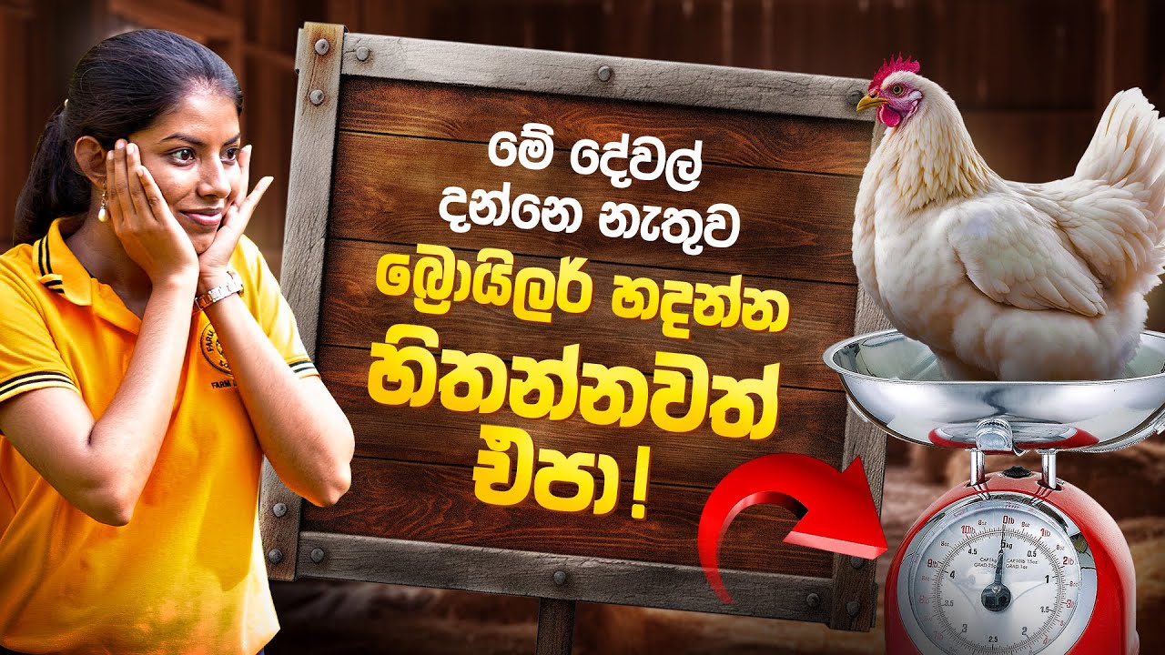 බ්‍රොයිලර් කුකුළන්ගේ බර වැඩි කරන රහස් | Farm Innovation Solutions