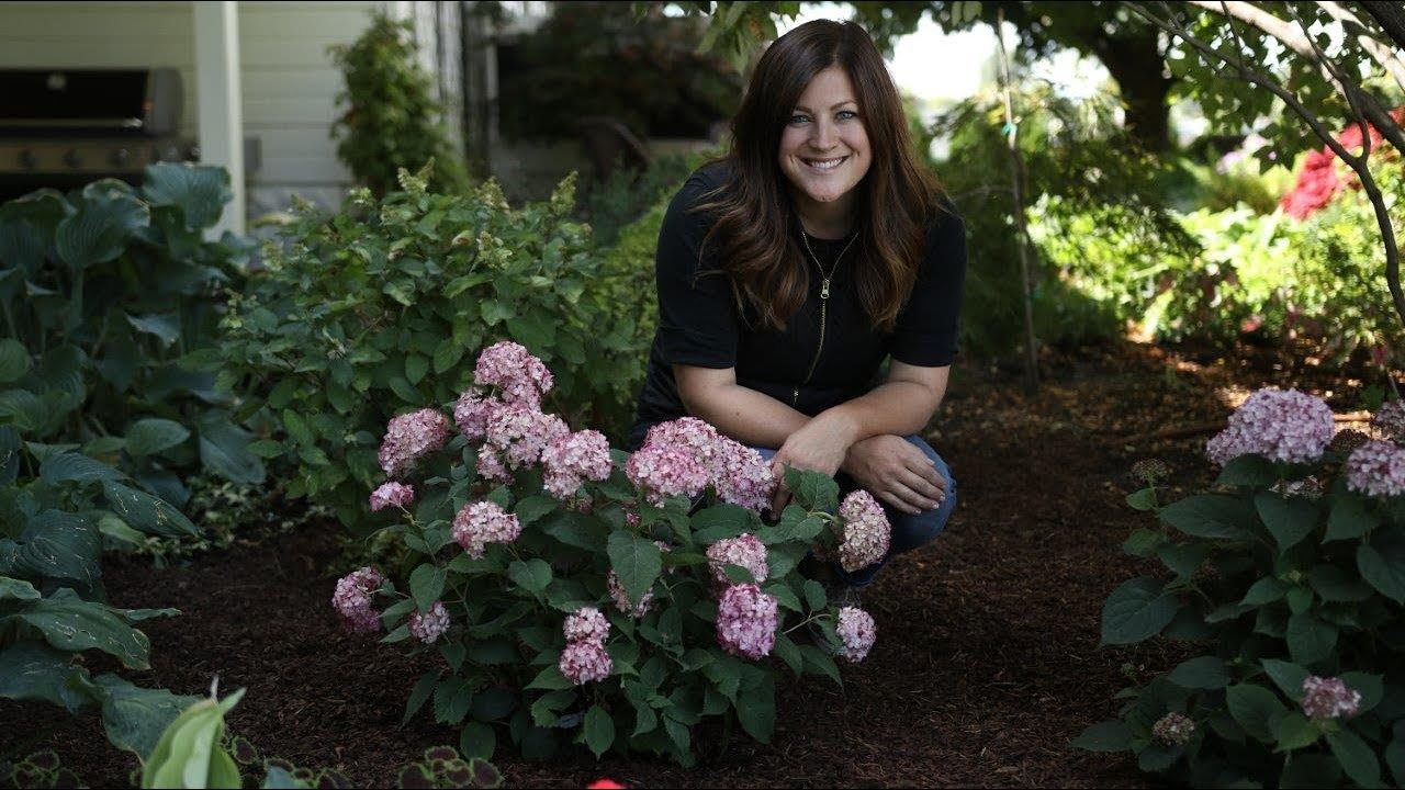 Invincibelle® Ruby Hydrangea | Proven Winners® Award-Winning Smooth Hydrangea
