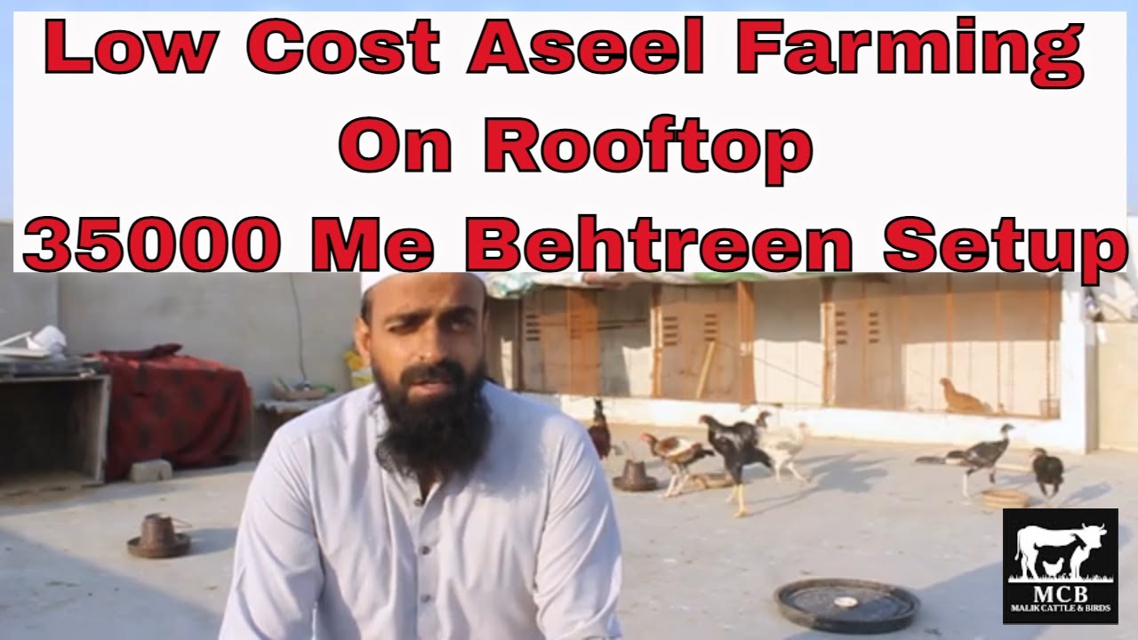 Aseel Chicken Farming On Rooftop | Best Business At Low Cost