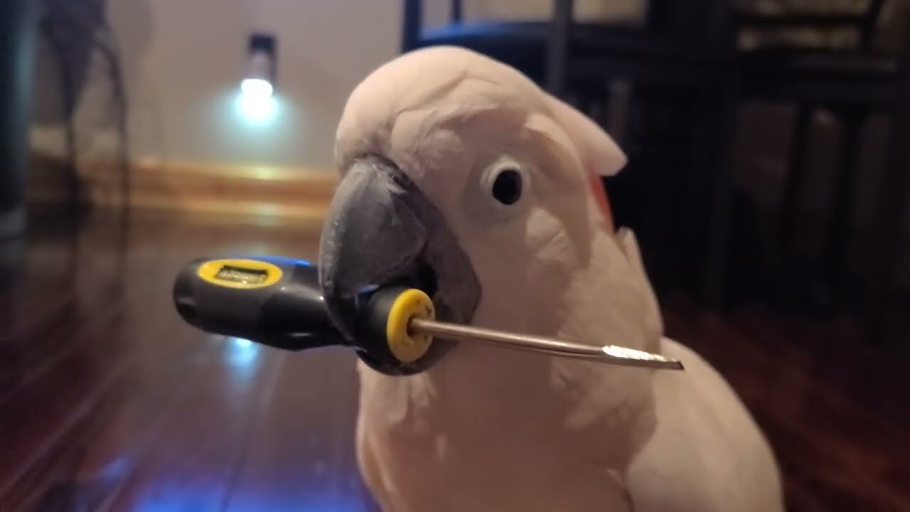 Max The Mechanic?