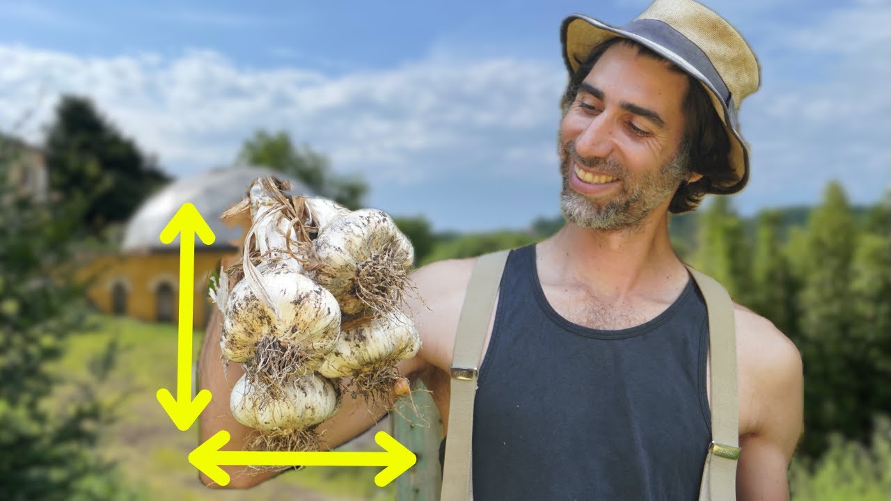 SIMPLE et EFFICACE : L'ail ÉLÉPHANT 🧄
