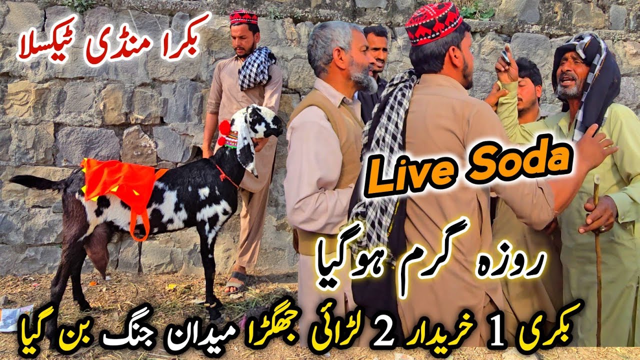 Live Soda Lari Hogyi Taxila Mandi Latest Update March 2026 | Dani Ki Bakriyan 