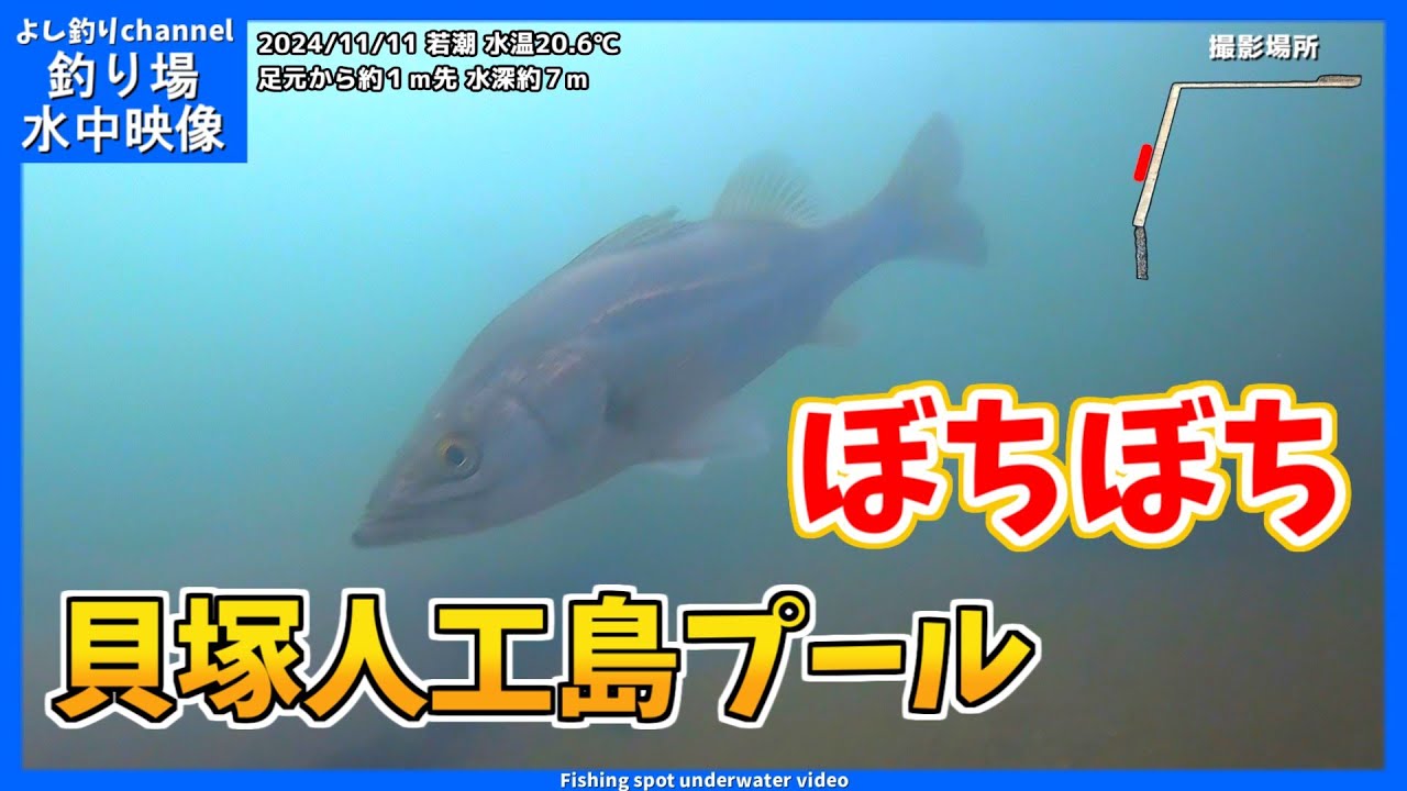 【ぼちぼち…】まぁまぁ魚いる感じ！大阪の釣り場  貝塚人工島プール  2024年11月  晩秋の水中映像  No.405