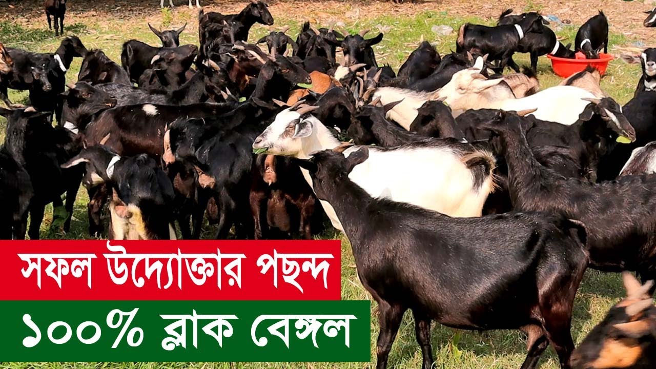 সফল উদ্যোক্তার পছন্দ ১০০% ব্লাক বেঙ্গল কারণ রোগ ব্যাধী ও খরচ কম পালন সুবিধা | Black Bangol Farming