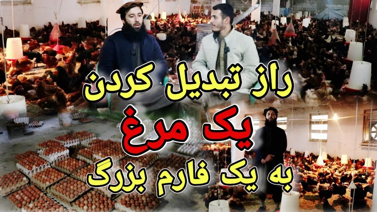 گذارش ویژه از فارم بزرگ که از یک مرغ شروع کردن || شرکت مرغداری فقیری