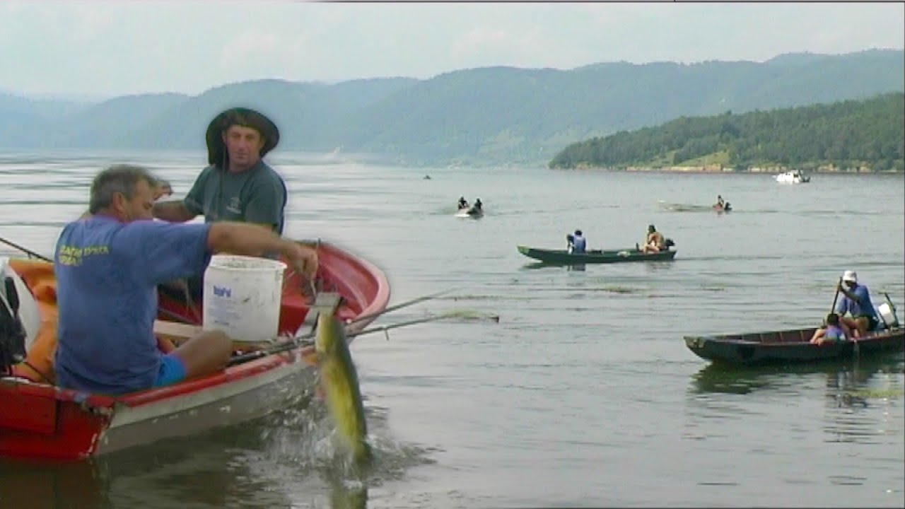 Pecanje soma na bućku na Dunavu - Tekija - Zlatna bućka Đerdapa | Fishing catfish