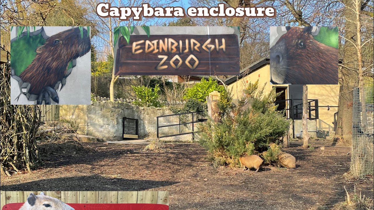 Capybara enclosure tour Edinburgh zoo
