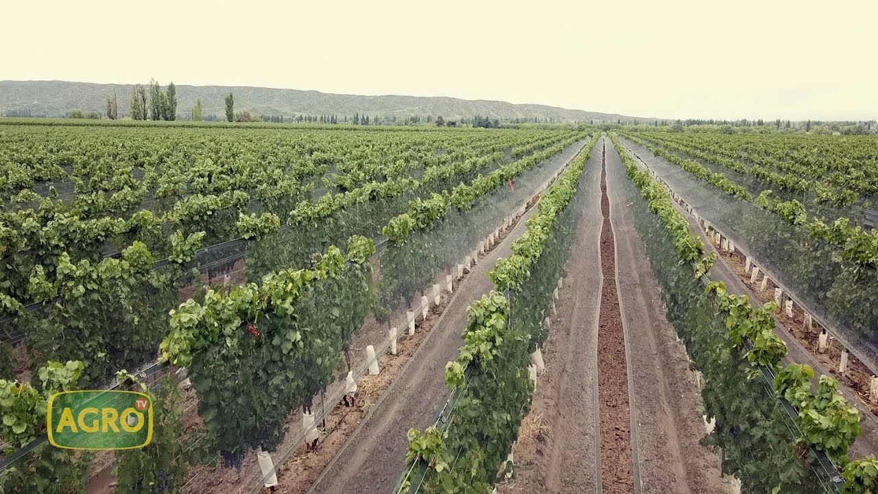 Catena Zapata: La bodega más prestigiosa de Argentina (#976 2022-04-23)