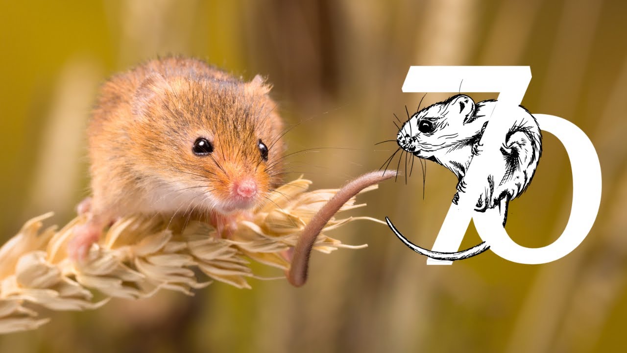 Mammal Society 70th Year Anniversary Video