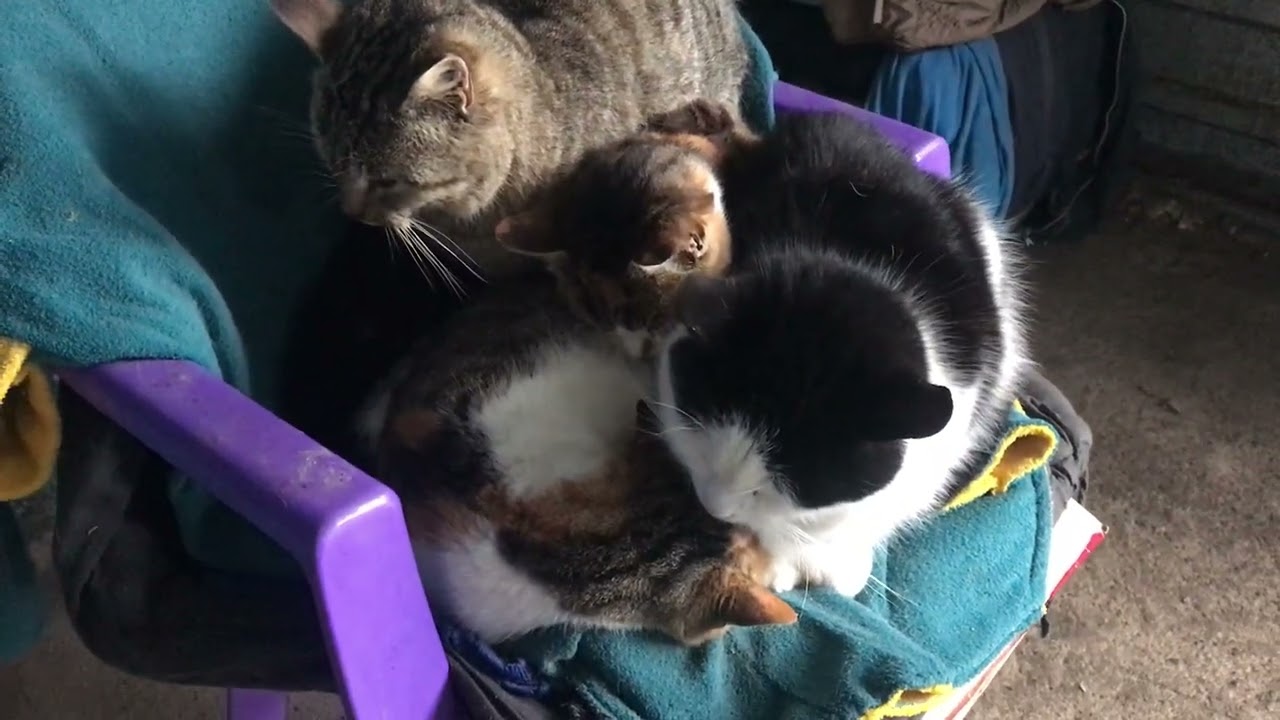 Cats. In Cramped Space, But Not Offended