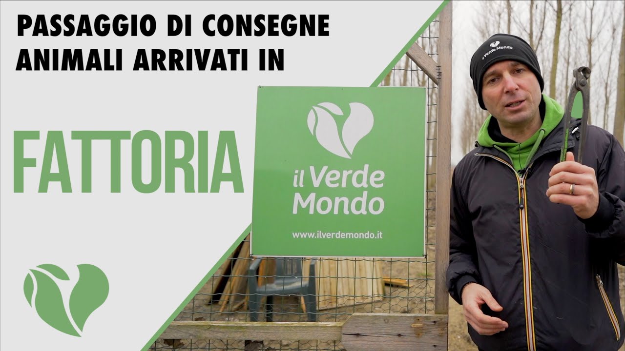 Cambio definitivo di Fattoria: abbiamo preparato i box e trasferito le galline