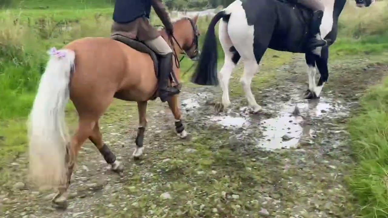Sanquhar Riding of the Marches 2024 - Gallops 💨