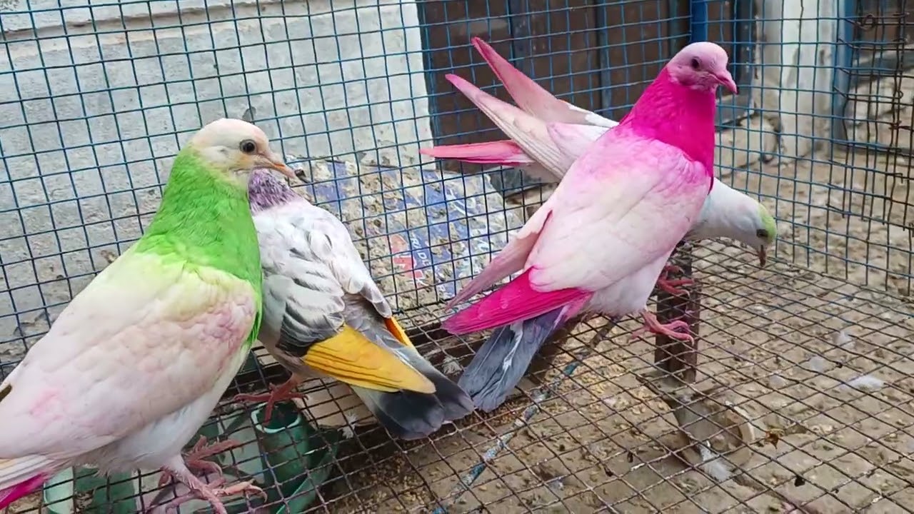 Sale 6 baby pigeon (Jhon.Jalandhar)(sahil sahota pigeon sellar 98773 27944 