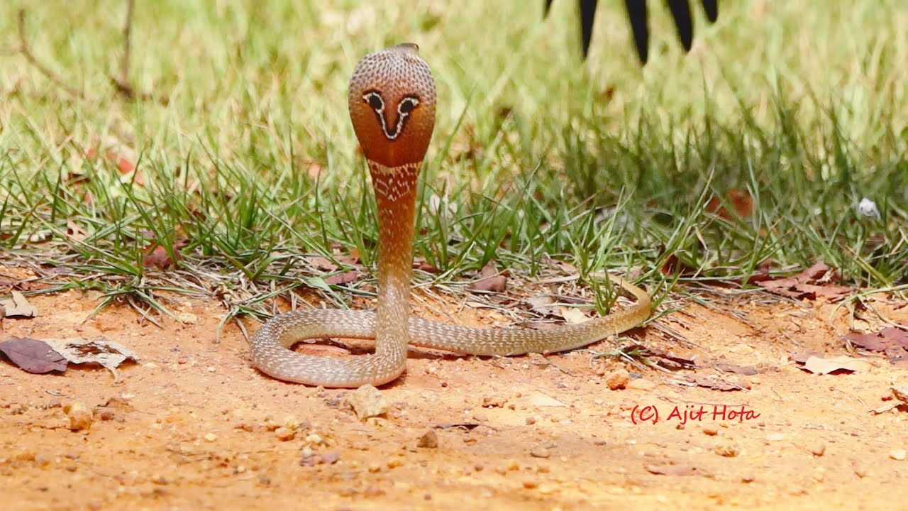 Indian #Cobra #snake vs intelligent Common Crow - decide for yourself who is more powerful?