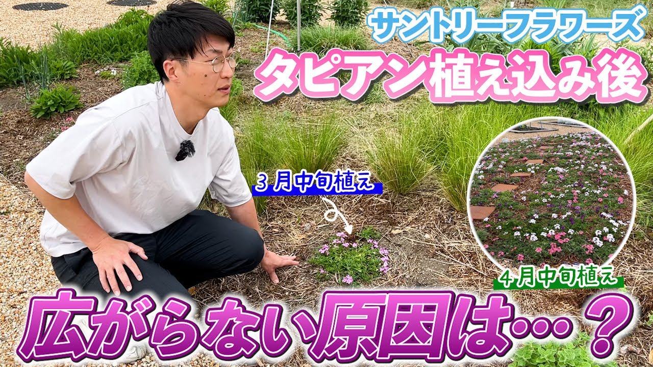 【グランドカバー】タピアンが広がらない？理由を解説します