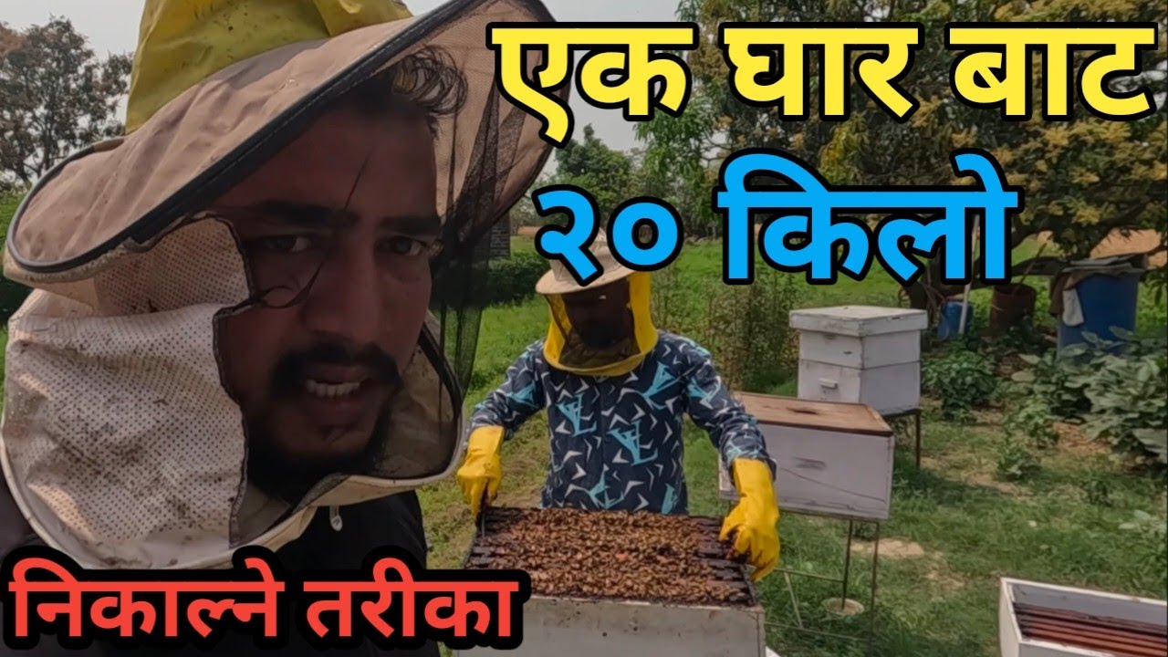 मह निकाल्ने तरीका||यसरी निकालिन्छ मह|||Bee farming and harvesting in Nepal