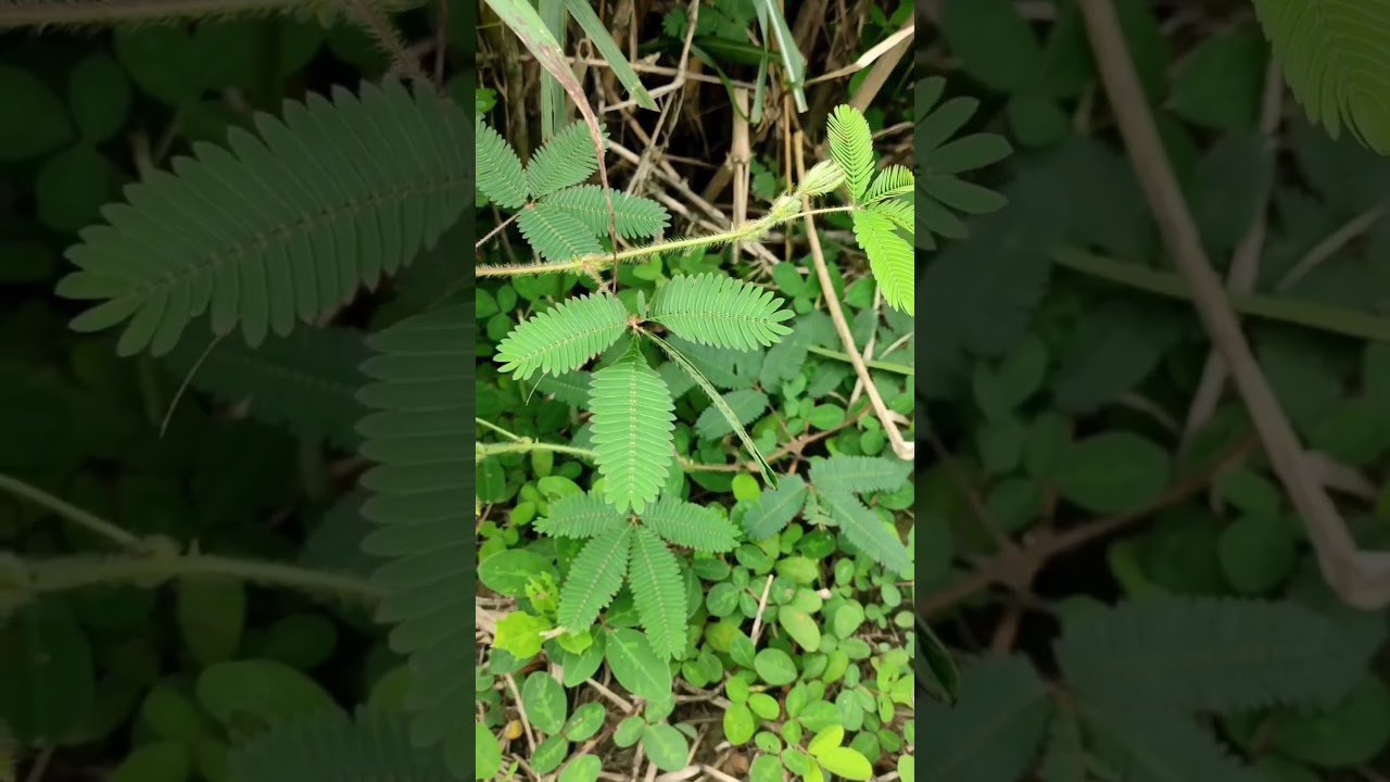 Mimosa pudica #mimosapudica #sensitiveplant #shorts