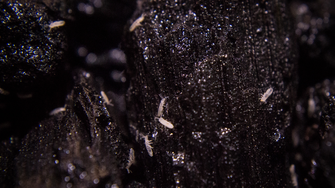 All About Springtails - Care, Culturing, Seeding & More