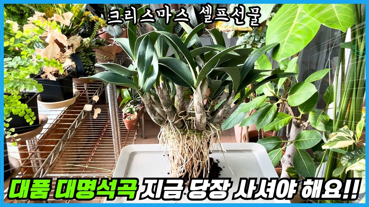 대품 대명석곡을 이 가격에?? 대명석곡 언박싱, 분갈이, 비료, 꽃피우기, 수형잡기 모두 알아볼게요!!