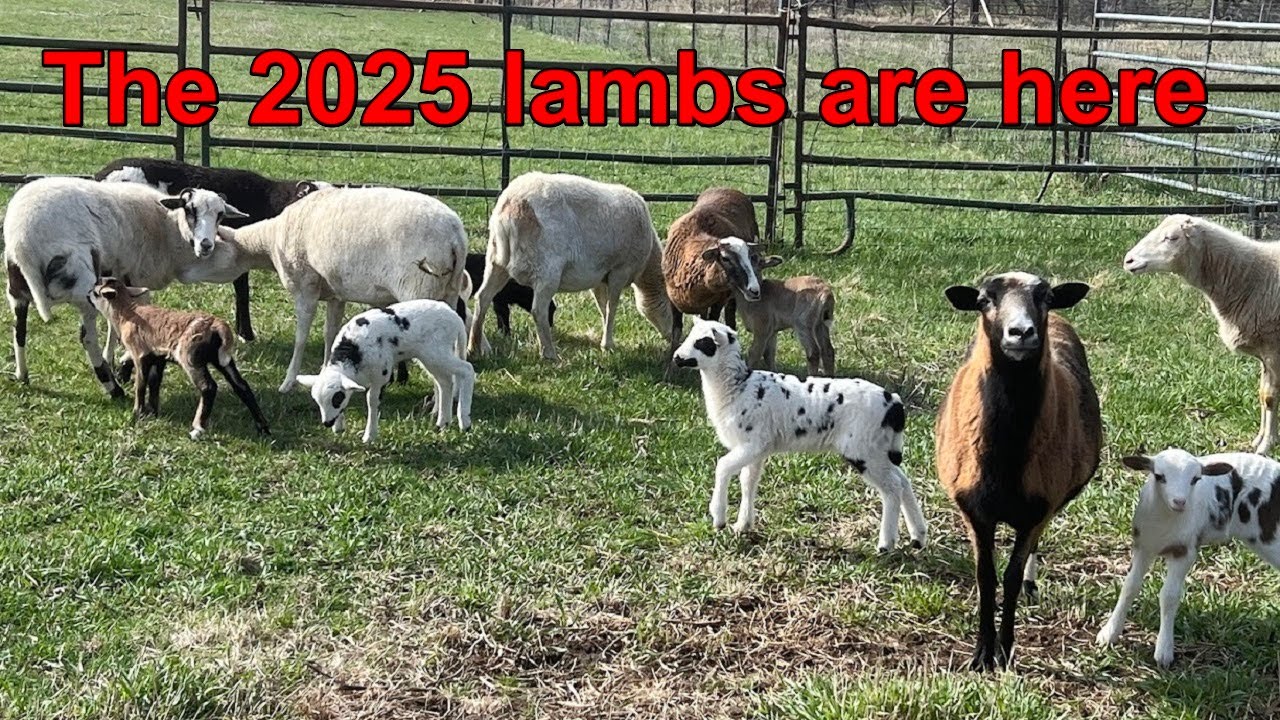 Finished lambing for 2025
