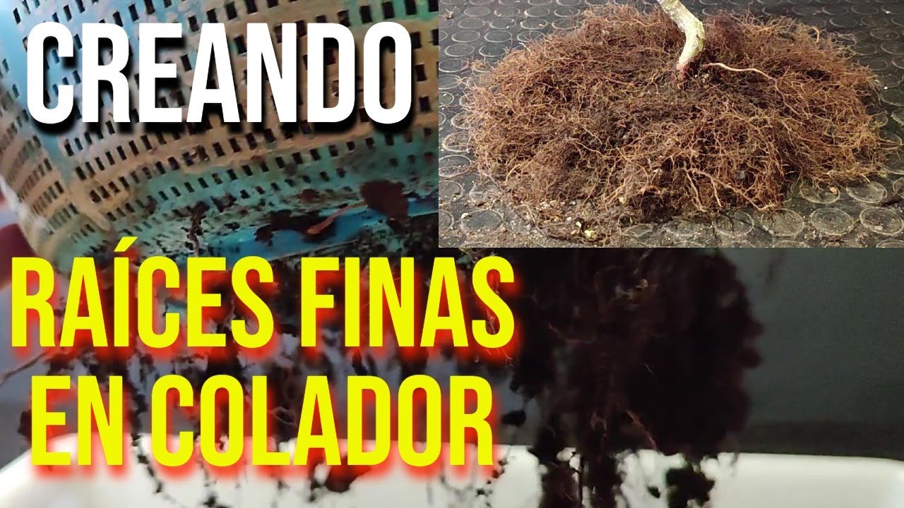 Cómo uso el Colador para mejorar los Nebaris de los Acers Palmatums - BONSAI