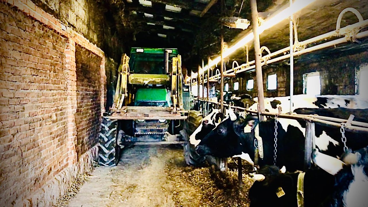 ☆ Dawanie Paszy Krowom ☆ Deutz Fahr DX85 ☆ Codzienne Obowiązki☆ Zetor Proxima 85 ☆