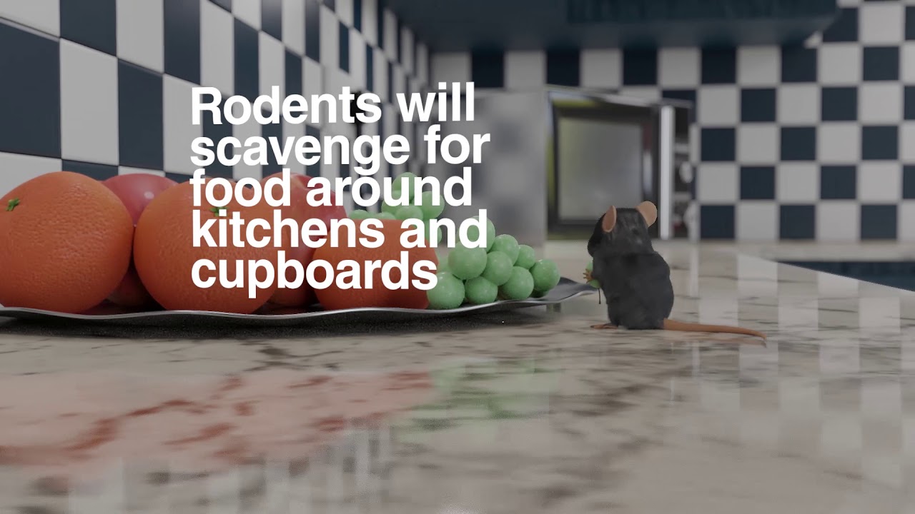 Rodent control and proofing by JG Pest control, mice and rat extermination