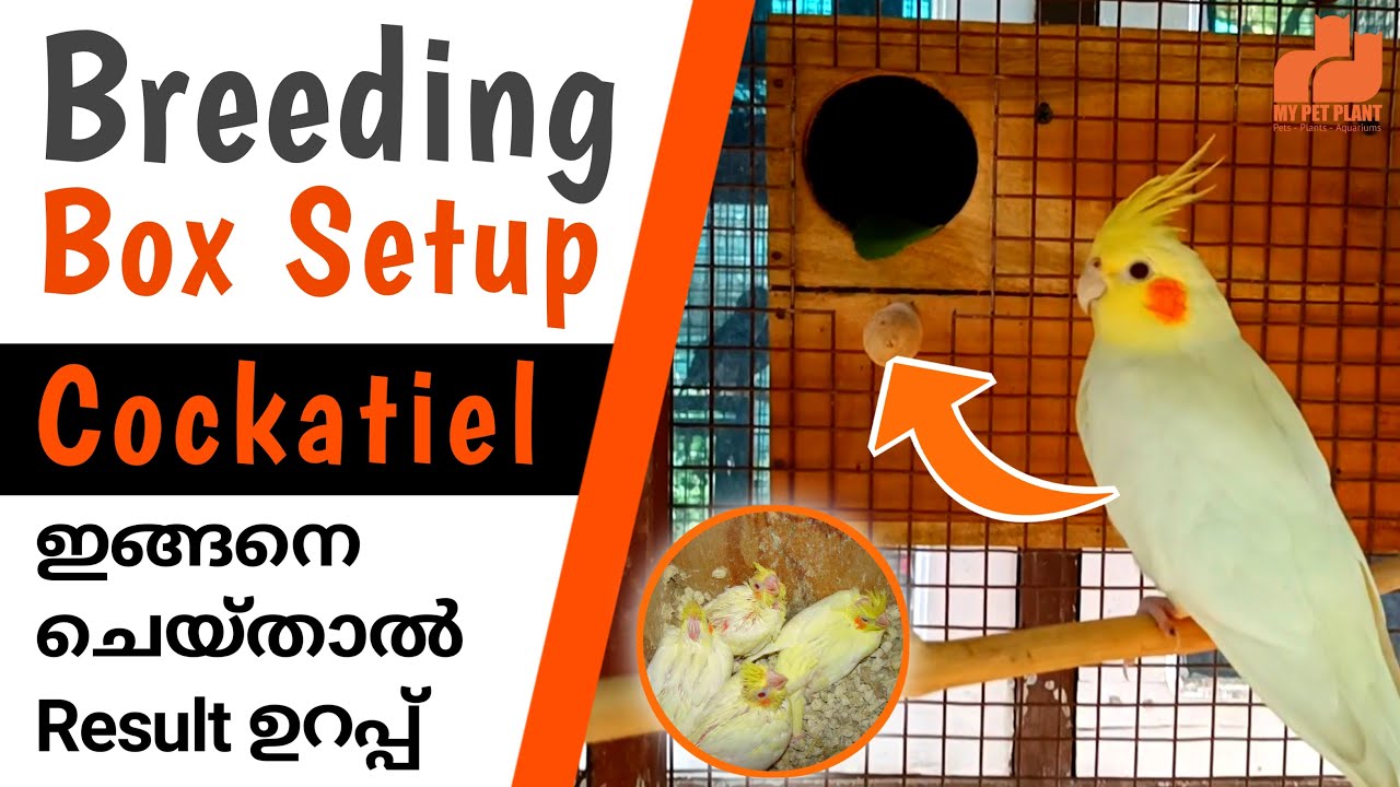 Cockatiel Breeding Box Setup & Size Details | Cockatiel Birds Breeding In Malayalam | MY PET PLANT