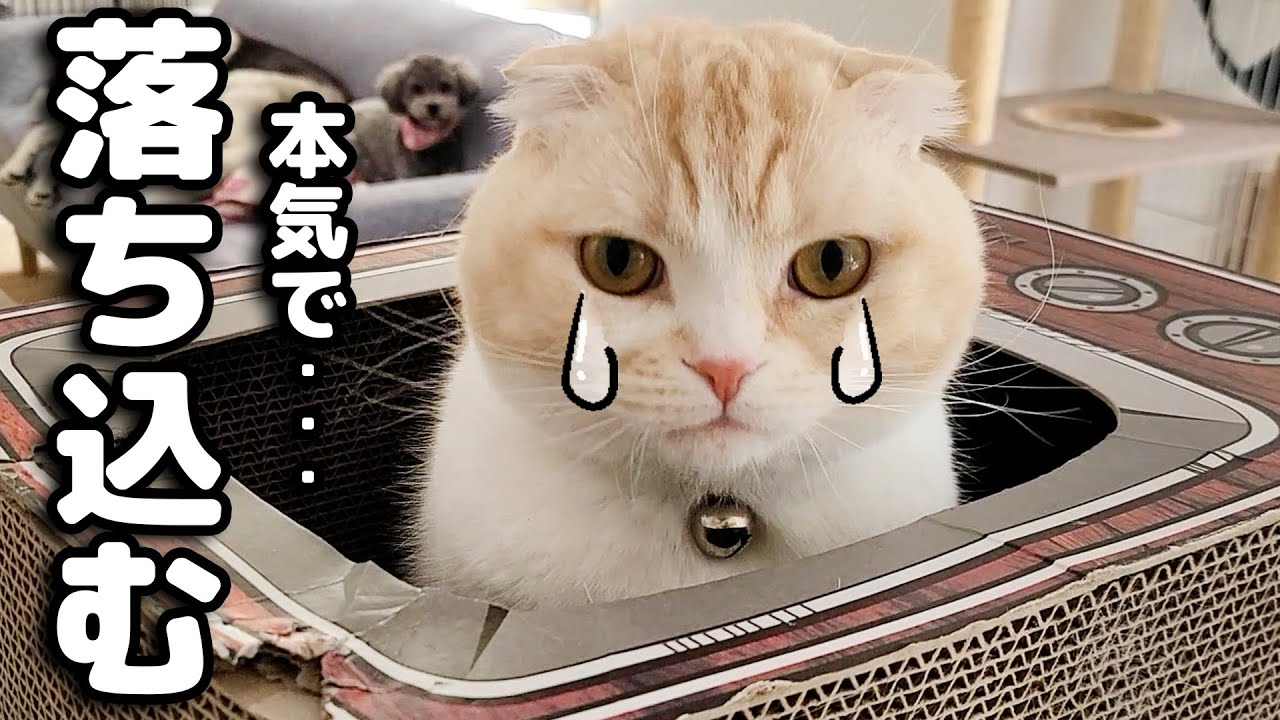 猫が本気で落ち込んでます...
