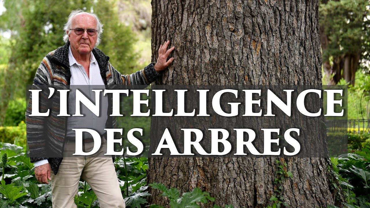 Francis Hall&eacute; |  Les arbres sont plus intelligents que nous ?