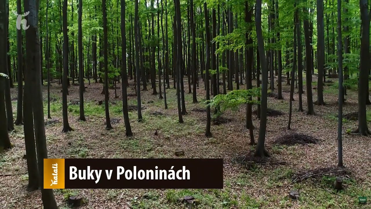 Bukové lesy