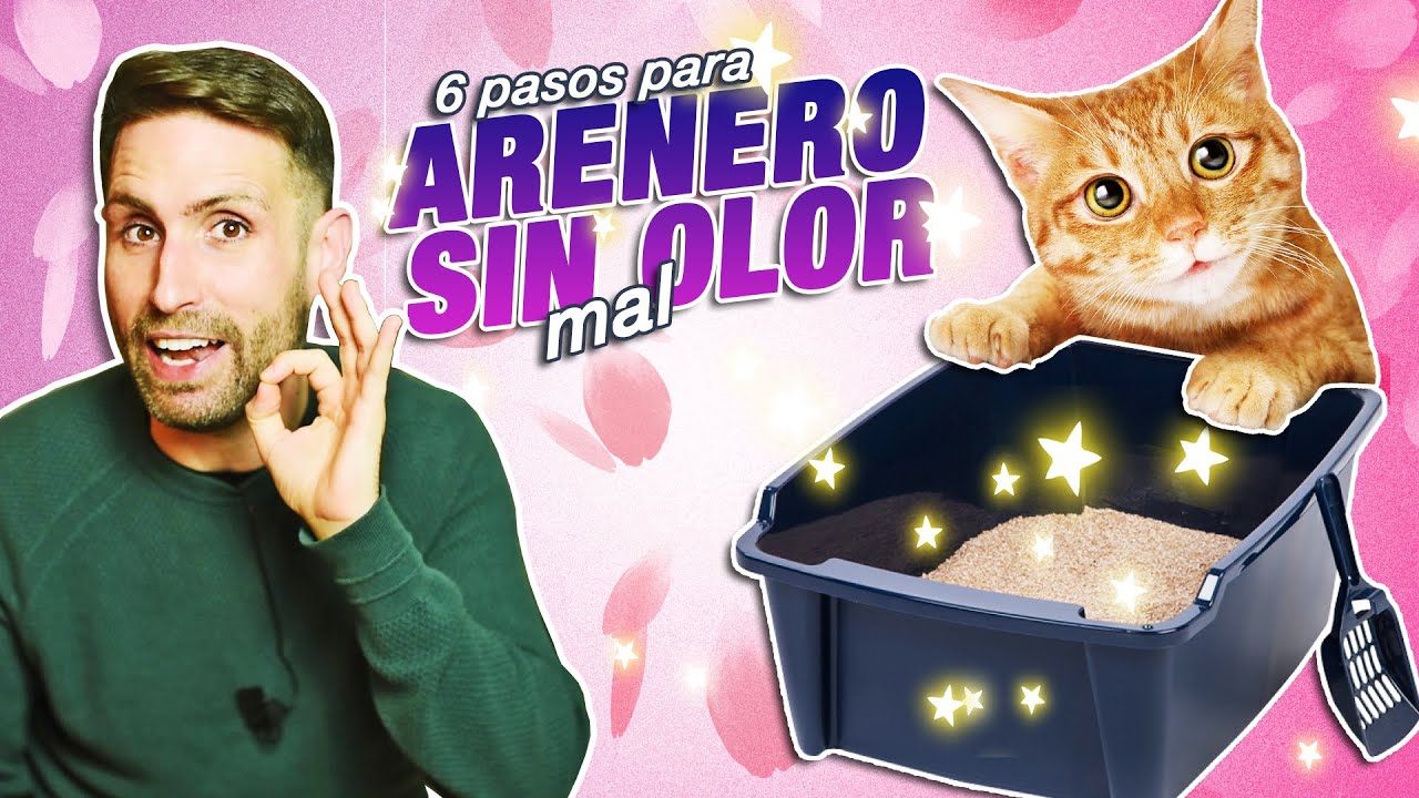 6 PASOS para EVITAR que el ARENERO de tu GATO HUELA MAL | ¿Tu casa huele a pipí o caca de gato?