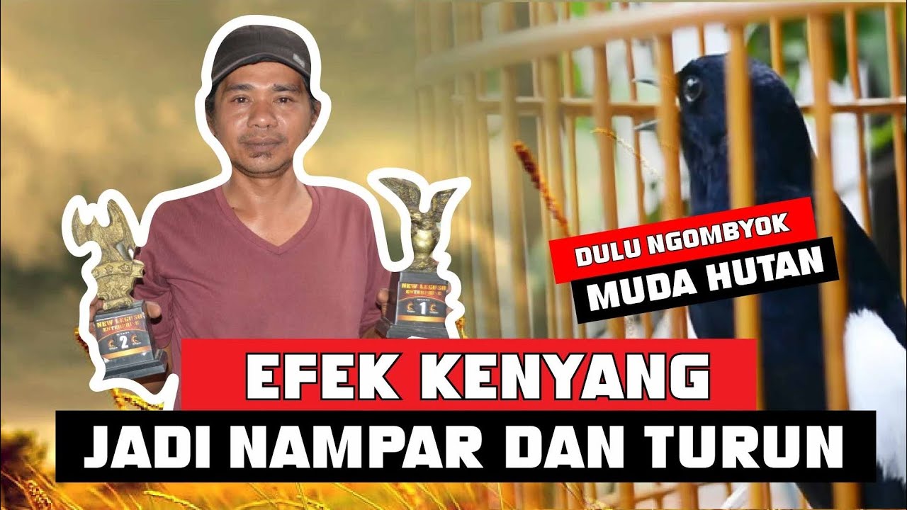 begini MURAI NAMPAR KARENA SEtting kenyang DULU BELI MURAI OMBYOKAN HUTAN muda By HoBi ID