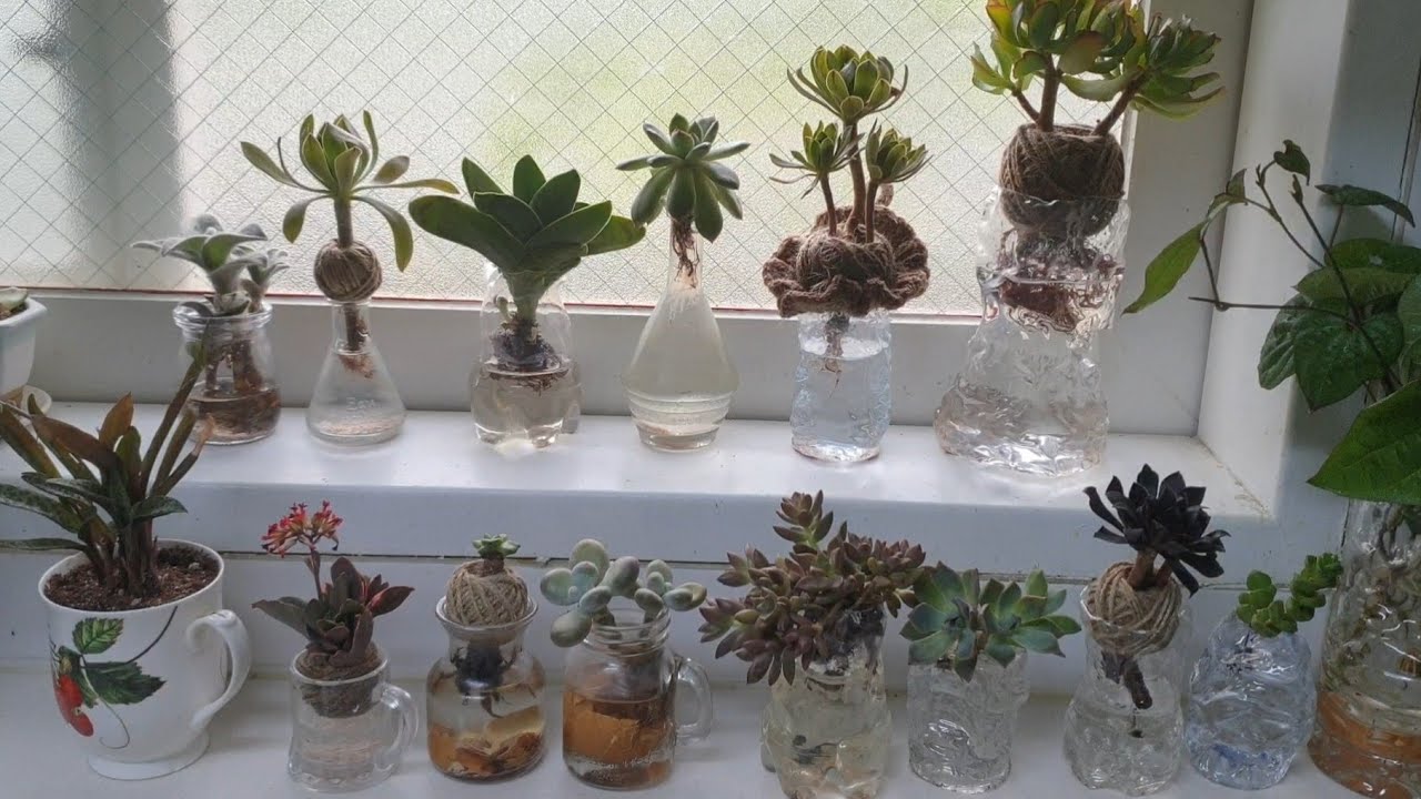 🌱다육이 수경재배로 키우기