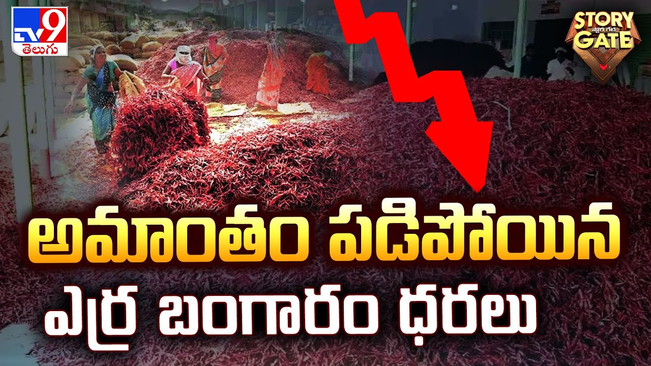 Story Gate : అమాంతం పడిపోయిన ఎర్ర బంగారం ధరలు | Red Mirchi Prices Fall Down -TV9