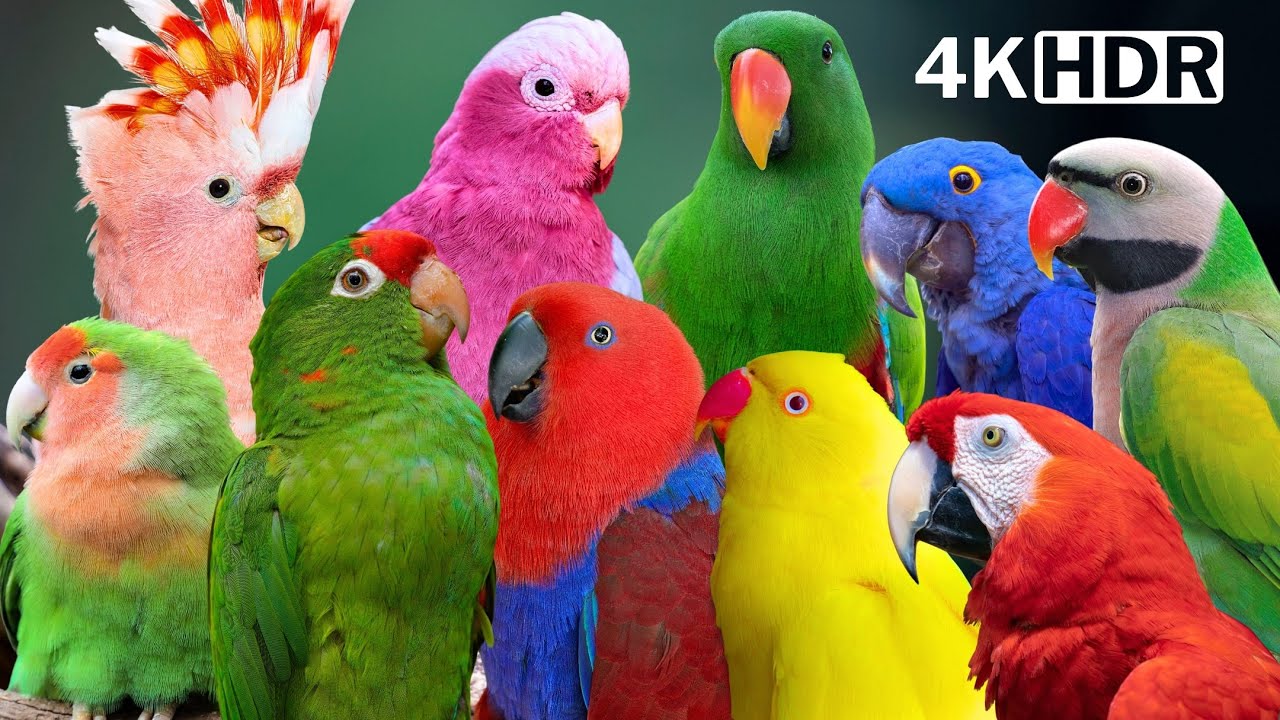 The Most Wonderful Parrots On Earth | Breathtaking Nature & Wonderful Birds Songs | Relaxation