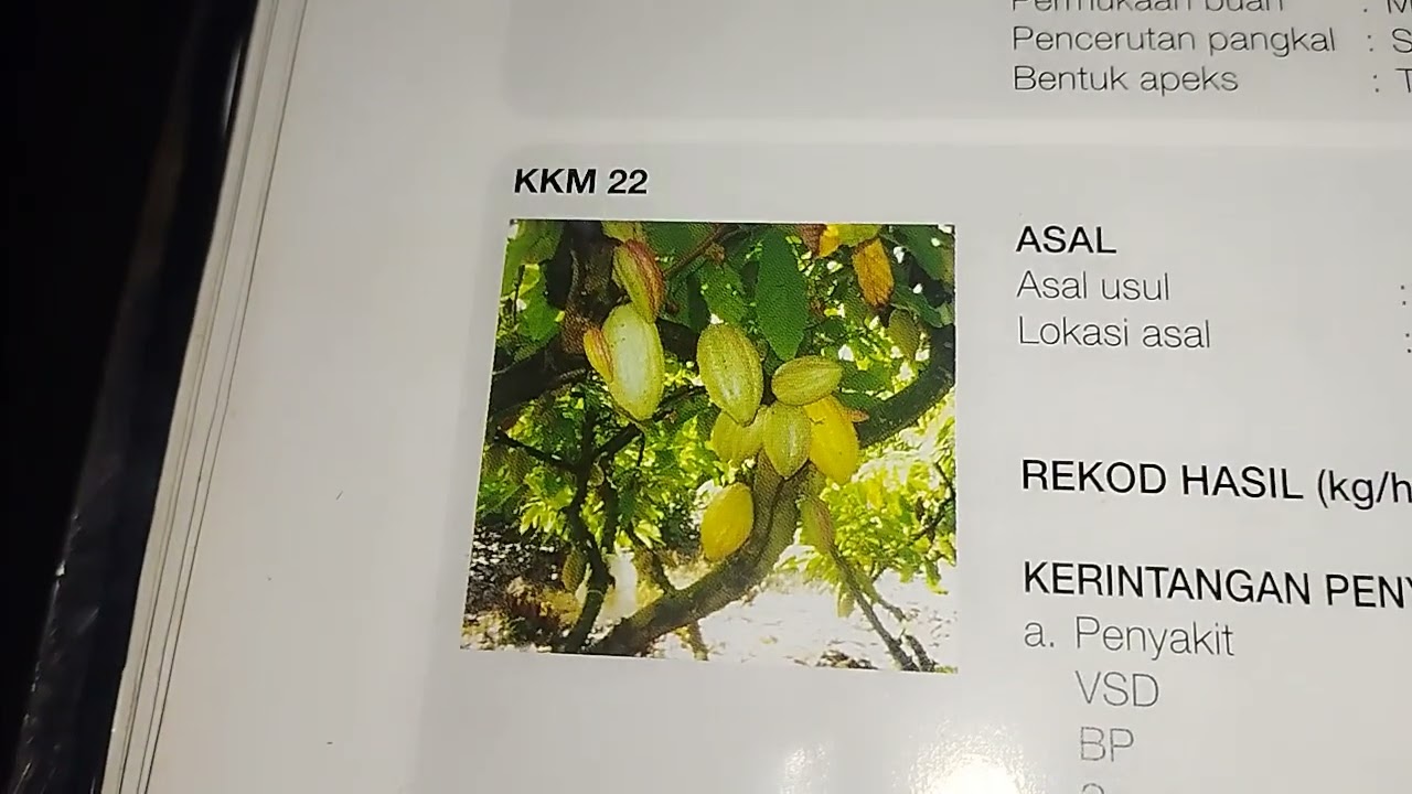 Jenis-jenis pokok koko klon 