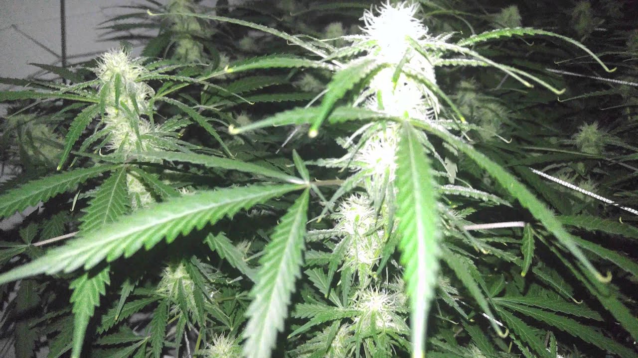 Day 22 flower: C99 & G13