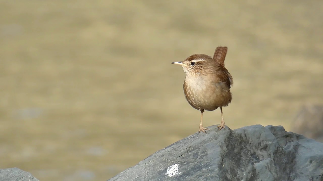 Chochín común-Troglodytes troglodytes. Valle de Leizarán.