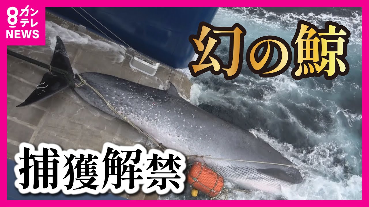『現在は100グラム1万円』1頭から25トンの肉がとれる「ナガスクジラ」の商業捕鯨が解禁　クジラ肉の消費量は1960年代と比べると100分の1以下に〈カンテレNEWS〉