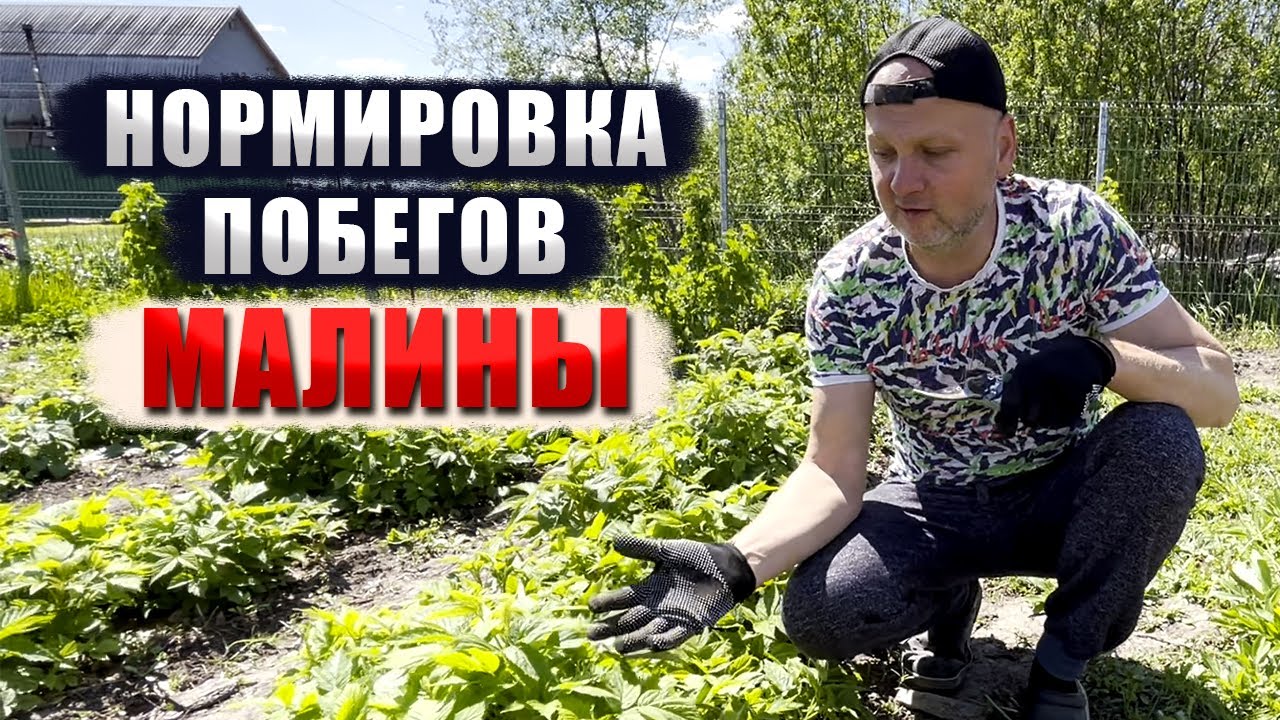 Нормировка побегов малины