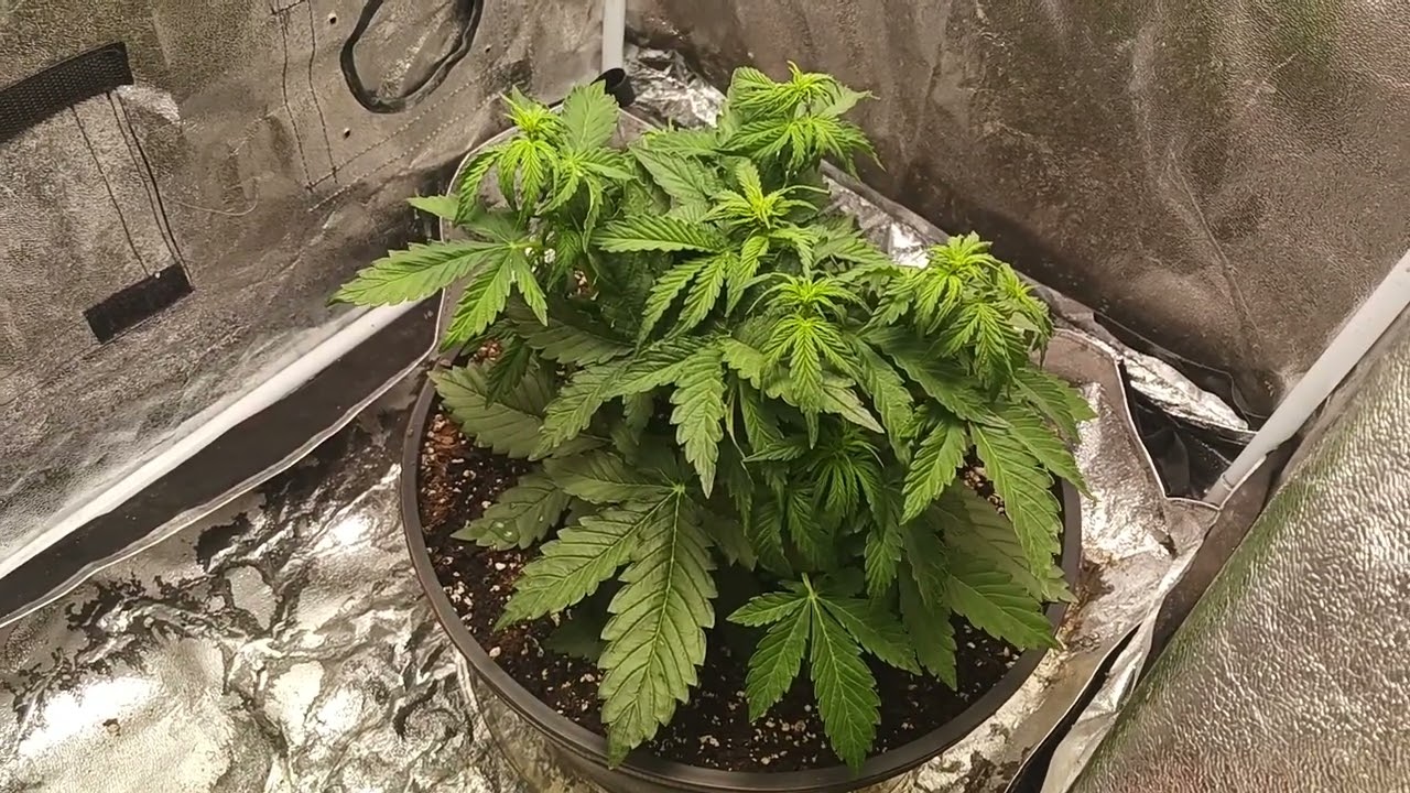 Update on Sensi Seeds.US .