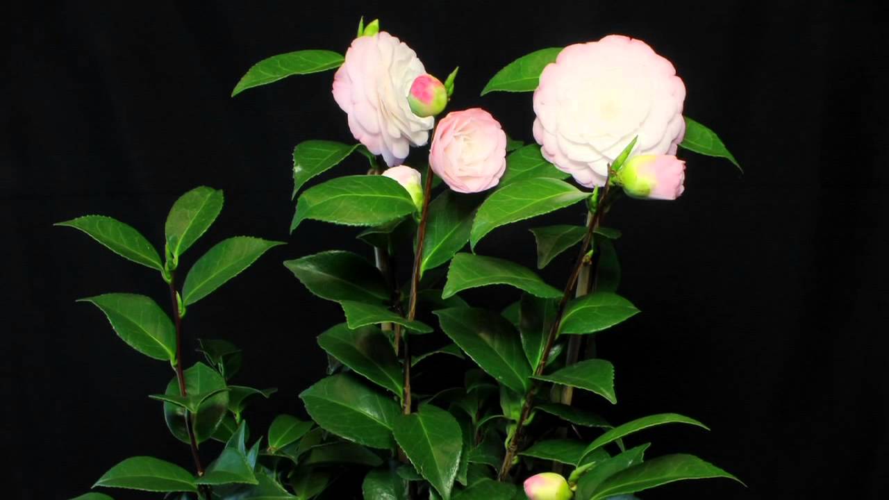 Camellia Japonica Time laps: Pépinières de Kervouric