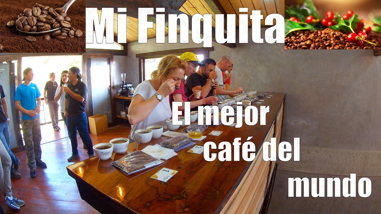 CUNA DEL MEJOR  café el MUNDO - MI FINQUITA- CHIRIQUI - Panamá